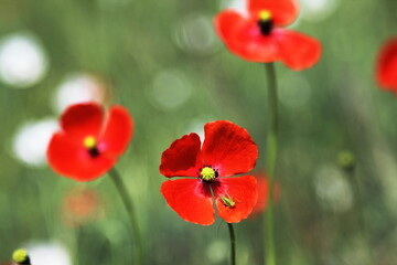 red poppies in the field