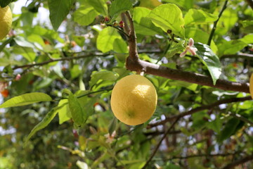 Citrus fruits are ripening in the city park.