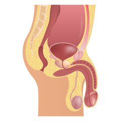 Male Reproductive System Anatomy. Ureter and Rectum Diagram