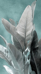 Close-up of textured gray-white leaves against a teal background, creating a serene and elegant botanical image suitable for design or decor