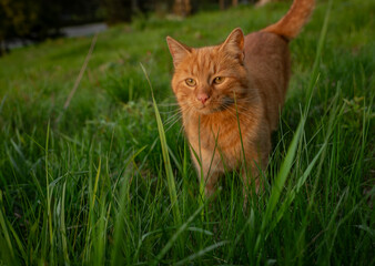Red hair cat male in spring fresh evening in east Bohemia village