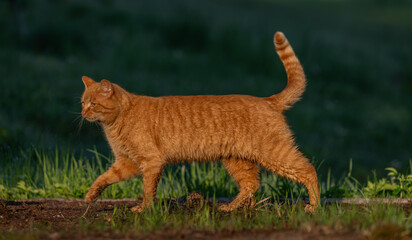 Red hair cat male in spring fresh morning in east Bohemia village