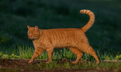 Red hair cat male in spring fresh morning in east Bohemia village