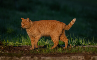 Red hair cat male in spring fresh morning in east Bohemia village