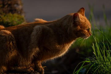 Red hair cat male in spring fresh morning in east Bohemia village