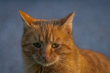 Obraz premium Red hair cat male in spring fresh morning in east Bohemia village