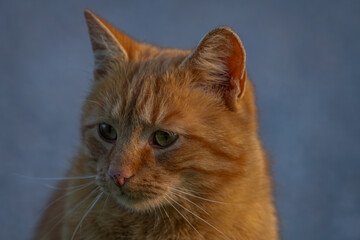 Red hair cat male in spring fresh morning in east Bohemia village