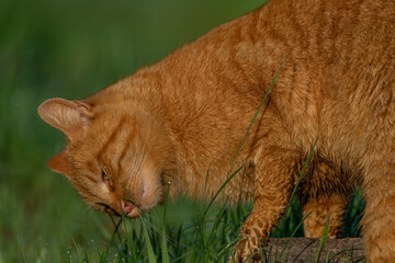 Red hair cat male in spring fresh morning in east Bohemia village