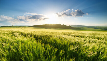 Fototapeta premium lush green wheat field with sunlight creating serene atmosphere