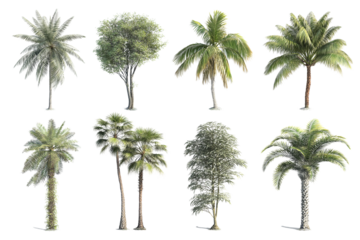 Collection of Tropical and Subtropical Trees High-Resolution Images for Design Projects