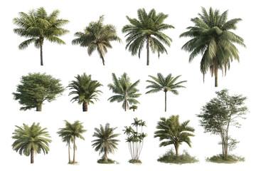 Collection of Tropical Palm Trees High-Resolution Images for Design Projects
