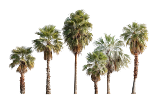 Collection of California Palm Trees Isolated on White Background