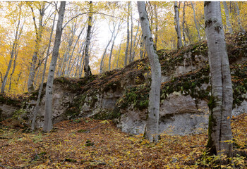 yellowing forest, the beginning of the autumn period in nature, views of the area, walking along a...