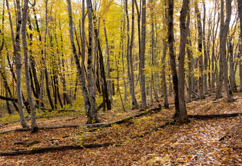 yellowing forest, the beginning of the autumn period in nature, views of the area, walking along a...