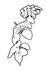 sketch of a flower
