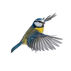 Flying Eurasian blue tit Bird isolated on transparent background, PNG 