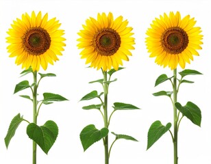 Fototapeta premium Group of Three Vibrant Sunflowers with Bright Yellow Petals Against a White Background