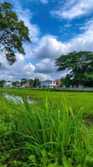 Scenic Wetland Landscape Featuring Lush Green Grass, Trees, and a Cloudy Blue Sky in a Rural Setting