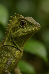 Obraz premium green iguana lizard