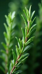 Obraz premium Vibrant green rosemary sprigs, tightly bundled , fresh, garnish, fragrant