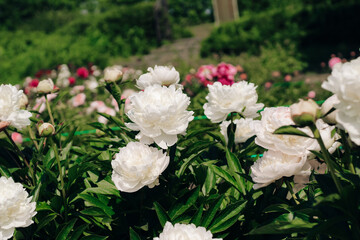 Blooming white peonies surrounded by lush greenery in a vibrant floral garden