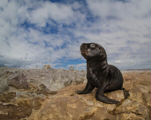 Lobo marino de un pelo bebe