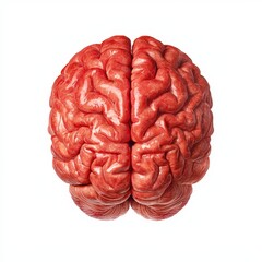 Naklejka premium A realistic illustration of a human brain viewed from above, showing its detailed structure and folds on a white background.