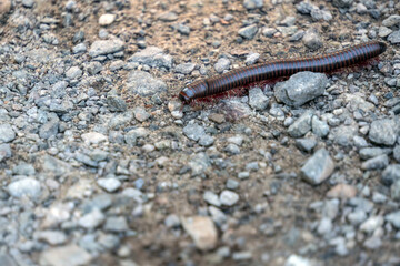 A millipede