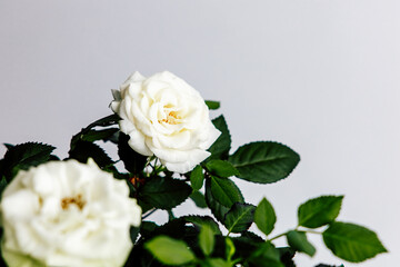 White roses blooming gracefully with green leaves in a light background