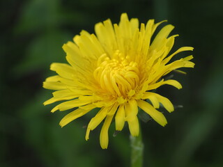 Wandering Dandelion (Taraxacum officinale)