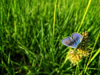A small blue butterfly from the Polyommatus family on a sunny flower in green grass. A perfect natural image for a stock image, a symbol of lightness and beauty of nature.