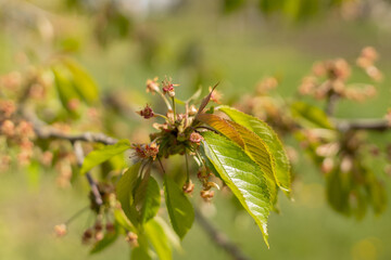 young cherry berry ovaries in spring in a farm garden close-up