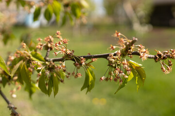 young cherry berry ovaries in spring in a farm garden close-up