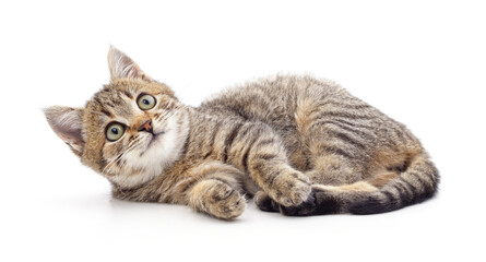 Fototapeta premium Little kitten looking up.