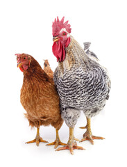 Cock and hen.