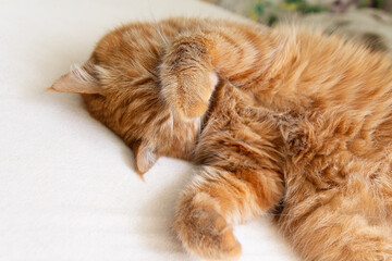 The red cat is sleeping with its face covered by its paws.
