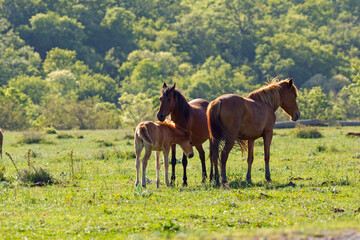 Horses and foal in a meadow with green grass
