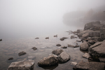 Ducks swim on a mountain lake through thick fog. Foggy mountain lake Morskie Oko in autumn, Zakopane, Poland.