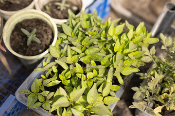 young tomato sprouts in a container before transplanting in a greenhouse close-up