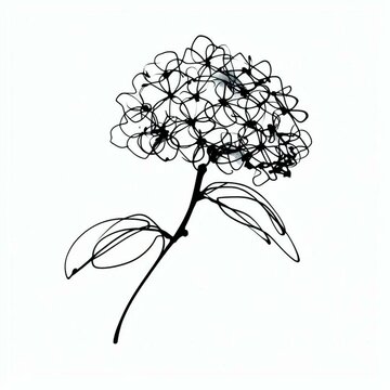 Elegant ink drawing of a hydrangea flower on a white background. Hand-drawn with varying line thickness. Line art. Botanical illustration.