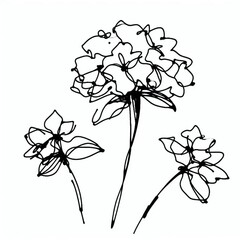 Elegant ink drawing of a hydrangea flower on a white background. Hand-drawn with varying line thickness