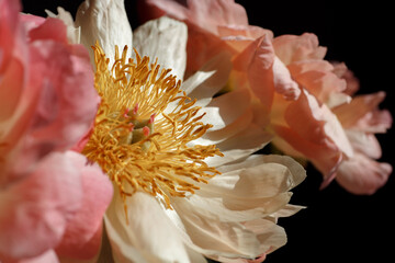 Soft fresh pink and beige peonies close up. Macro photo of a bouquet of peonies on black background.