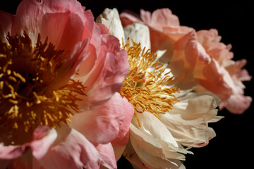 Soft fresh pink and beige peonies close up. Macro photo of a bouquet of peonies on black background.