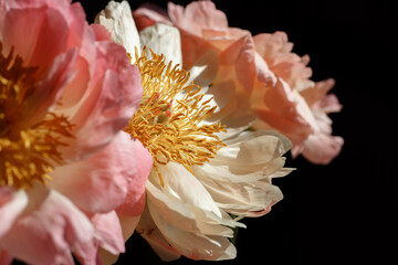 Soft fresh pink and beige peonies close up. Macro photo of a bouquet of peonies on black background.