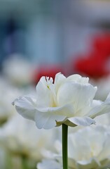 Frühlingshitergrund - weisse Tulpe vertikal