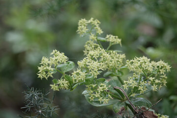 Flowers of Wild Madder (Rubia peregrina), Croatia
