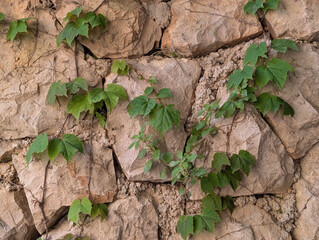 Boston Ivy (Parthenocissus tricuspidata) growing on a wall