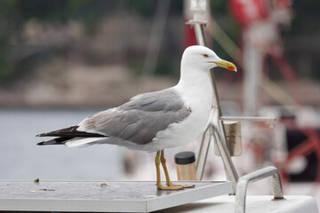 Yellow-legged Gull (Larus michahellis) by a harbour, Cavtat, Croatia