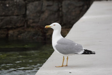 Fototapeta premium Yellow-legged Gull (Larus michahellis) by a harbour, Cavtat, Croatia