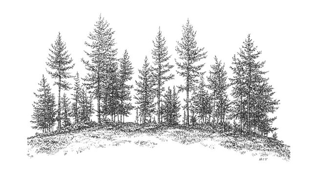 Monochrome stippling forest scene of pine trees and textured ground. Pointillism effect in vintage engraving style with natural landscape composition. Vector illustration.